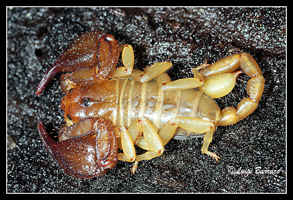 Euscorpius sicanus