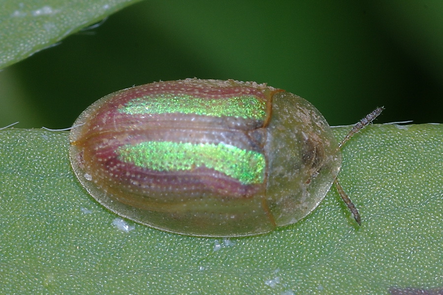 Cassida