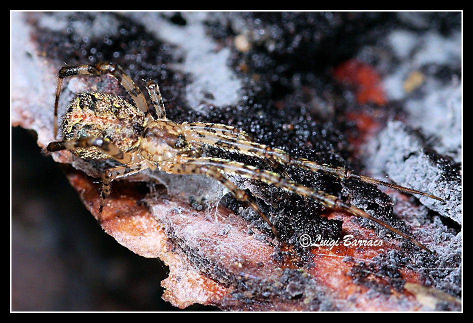 Episinus maculipes