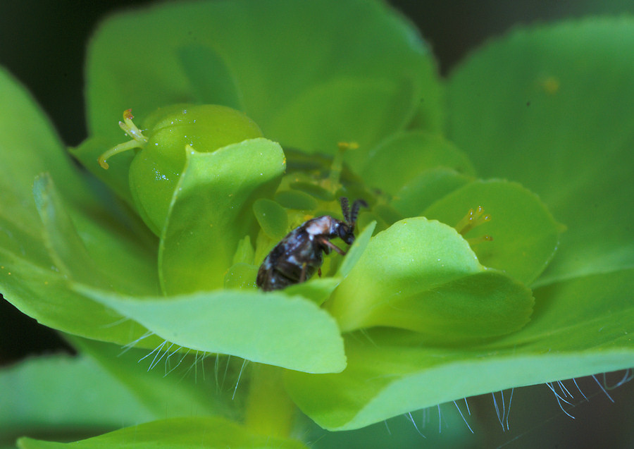 Bruchidius bimaculatus