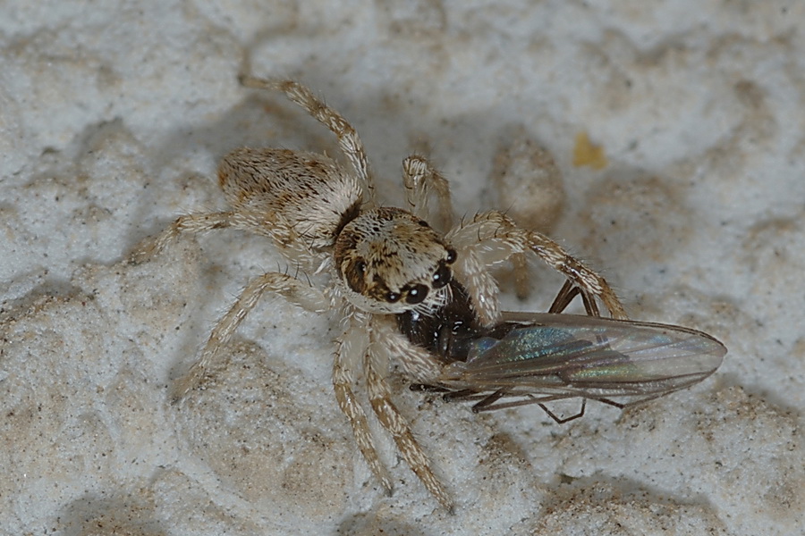 Salticus sp.