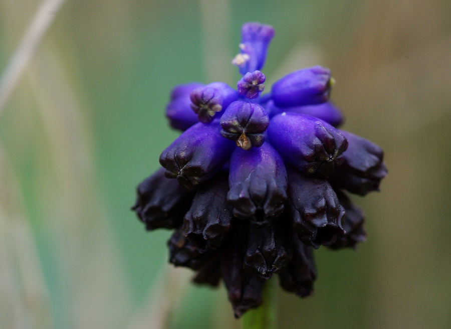 Muscari ??