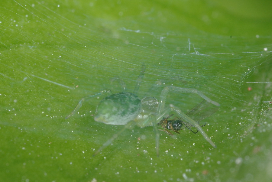 Nigma walckenaeri