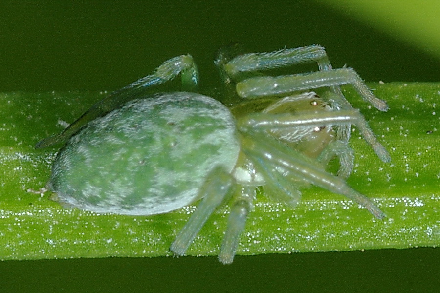 Nigma walckenaeri