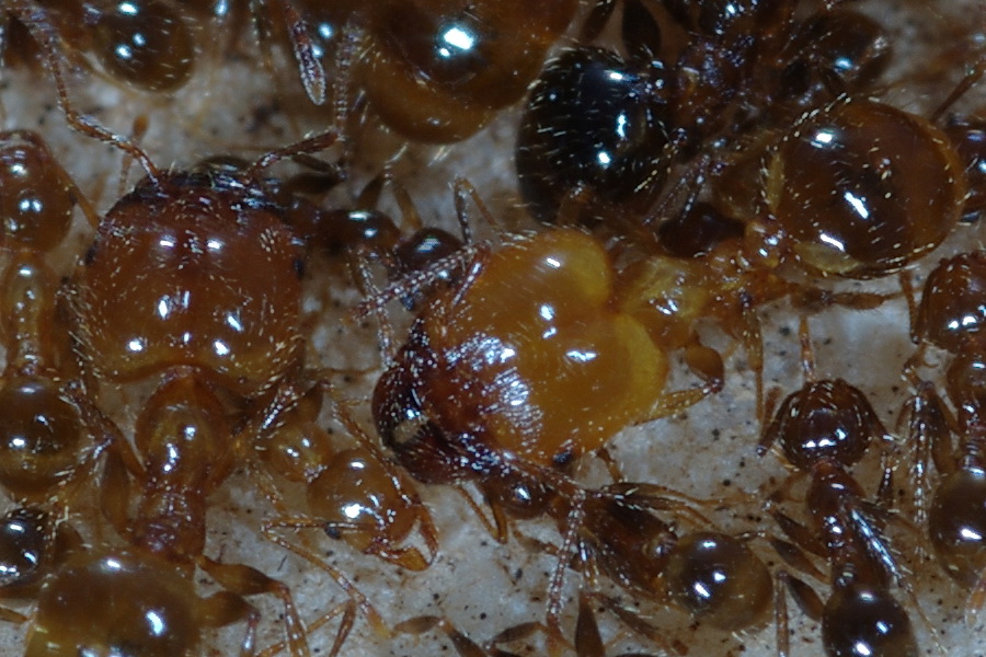 Pheidole pallidula:foto di famiglia