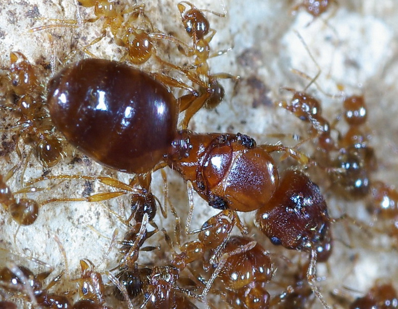 Pheidole pallidula:foto di famiglia