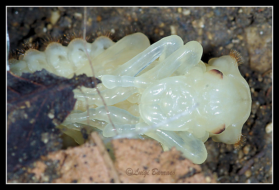 Quiz... difficile: pupa di Carabus morbillosus alternans!