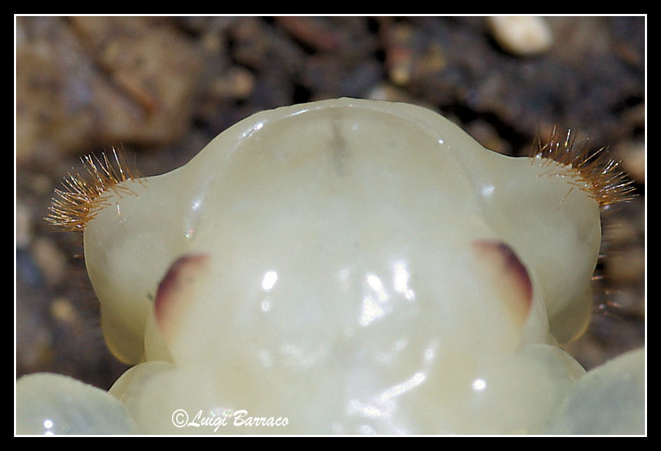 Quiz... difficile: pupa di Carabus morbillosus alternans!