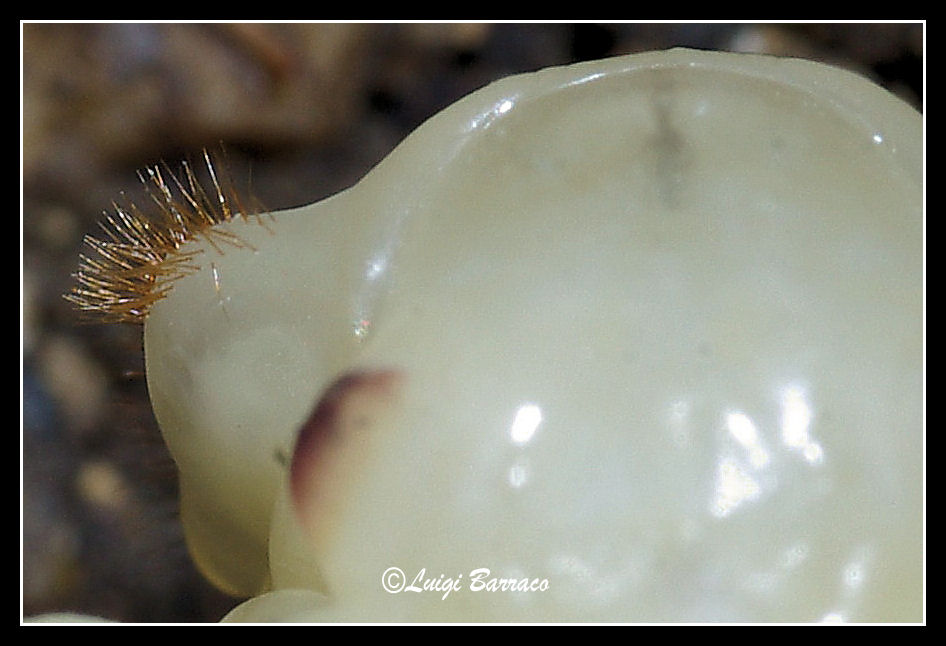 Quiz... difficile: pupa di Carabus morbillosus alternans!