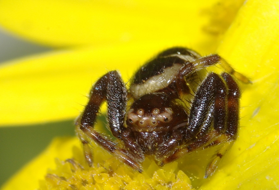 Synema globosum