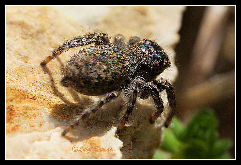 Colto al volo.......anzi al salto - Philaeus chrysops