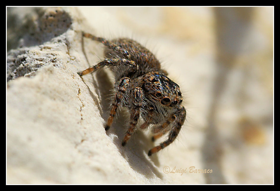 Colto al volo.......anzi al salto - Philaeus chrysops