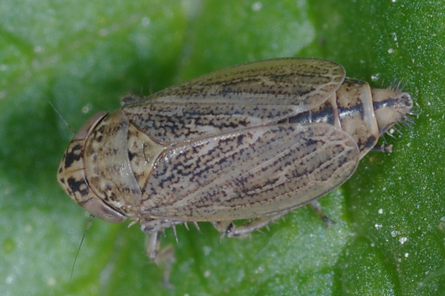 U.J.O. alias Unidentified Jumping Object - Euscelis sp.