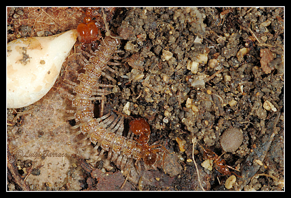 aggressive Pheidole che attaccano un Polydesmus sp.