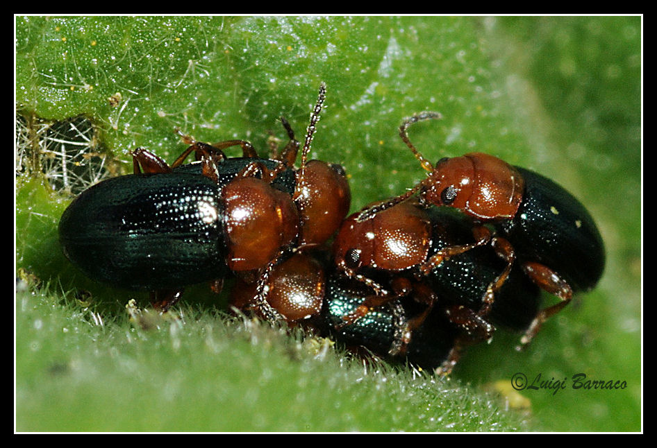 Orgia: Podagrica malvae