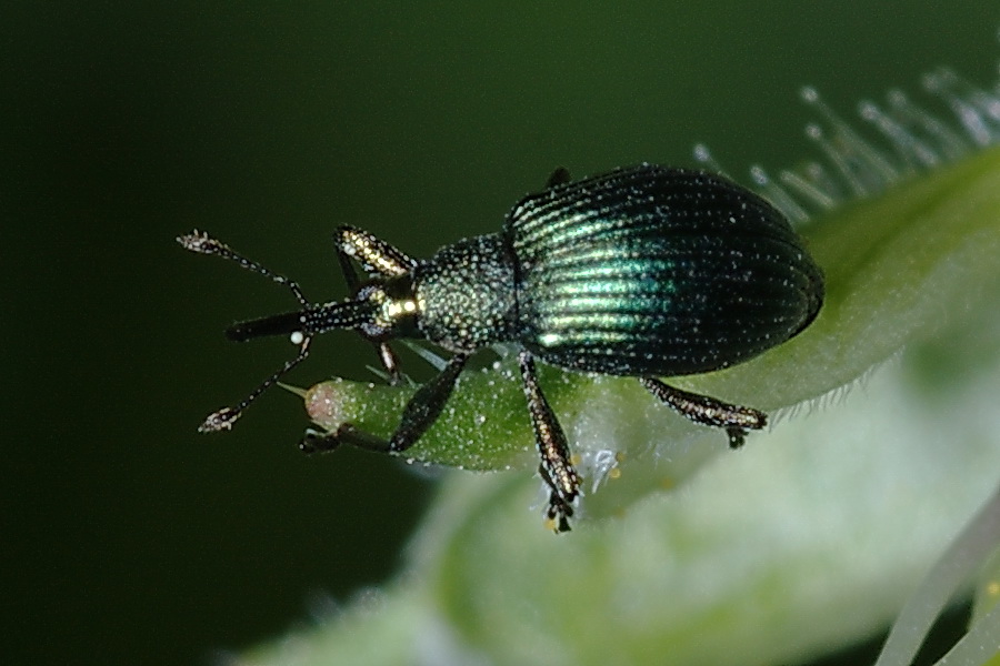 Pseudoprotapion astragali