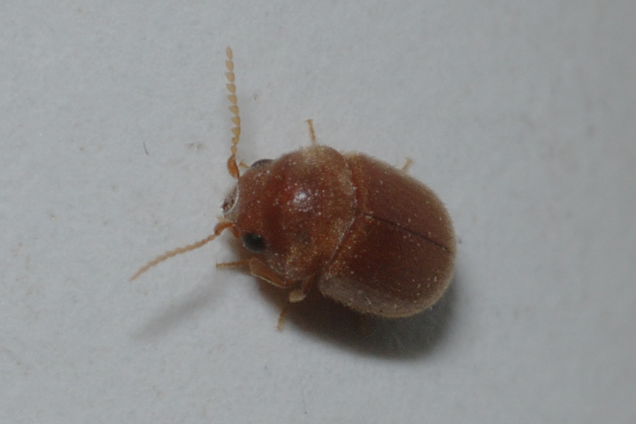 Attentatore derrate:  Lasioderma serricorne (Anobiidae)