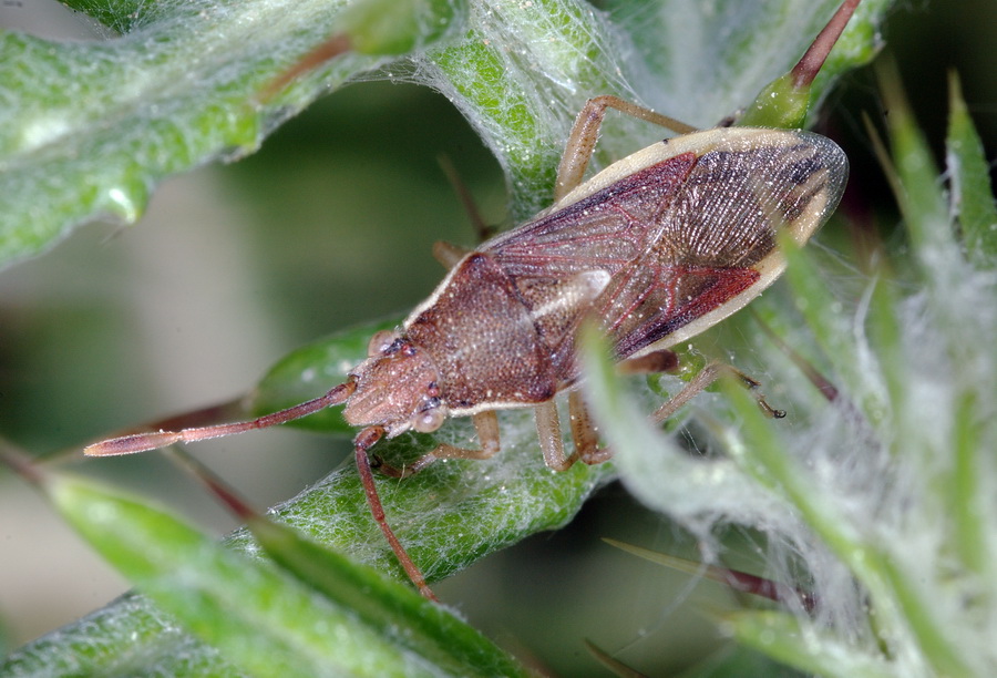 Rhopalidae: Maccevethus sp.