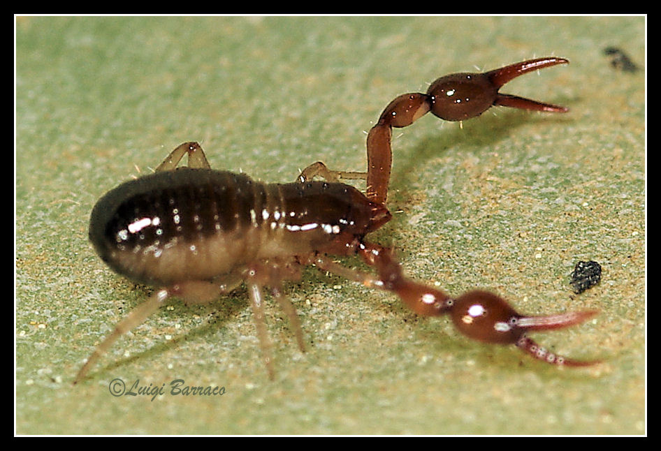 Cheliferidae e Neobisium sp. (Neobisiidae)