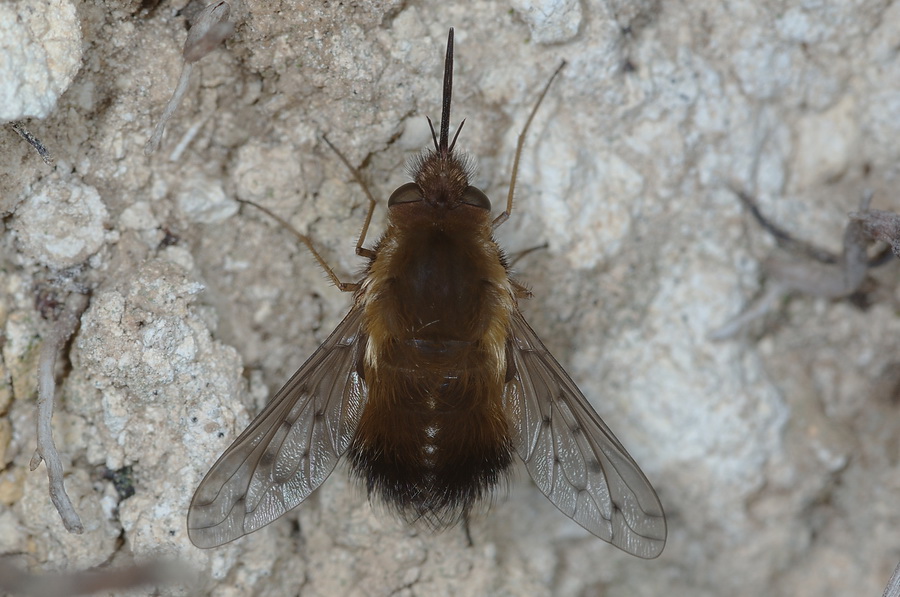 Bombylius discolor F (Bombyliidae)
