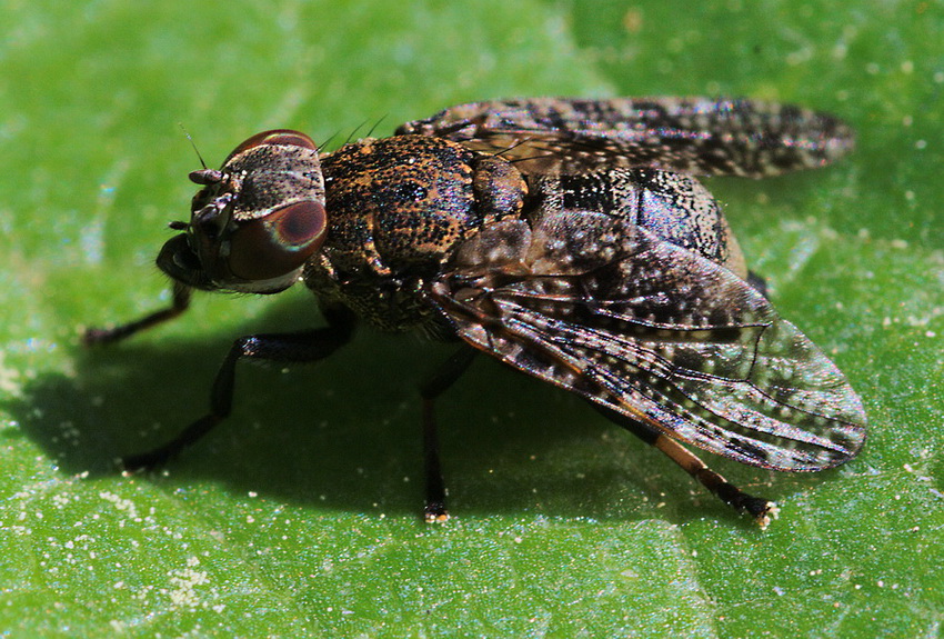 Platystoma seminationis?