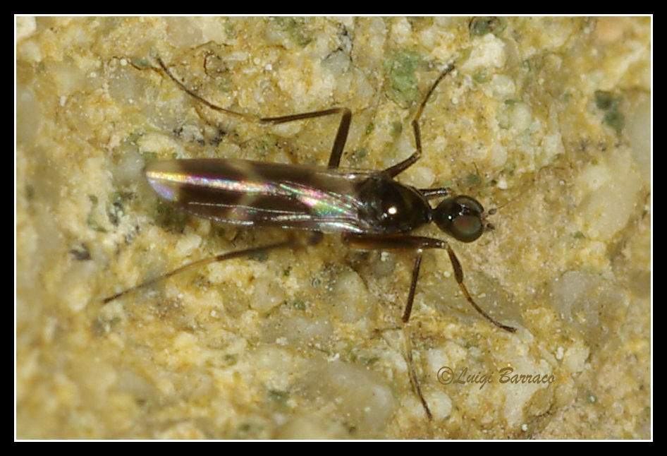 Tachydromia umbrarum (Hybotidae)