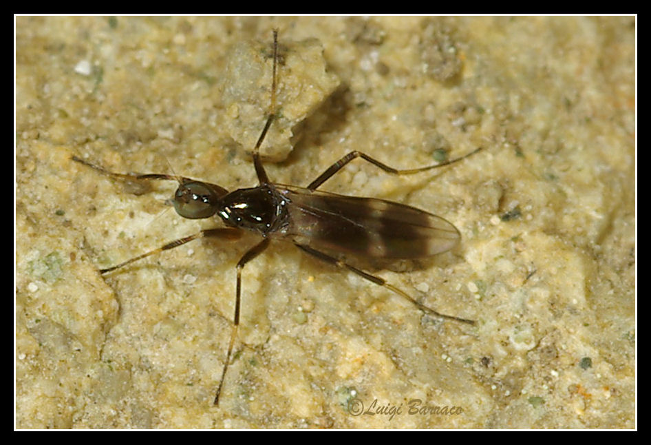 Tachydromia umbrarum (Hybotidae)