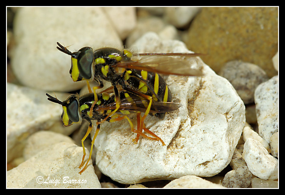 Chrysotoxum in working: Chrysotoxum intermediun M e F