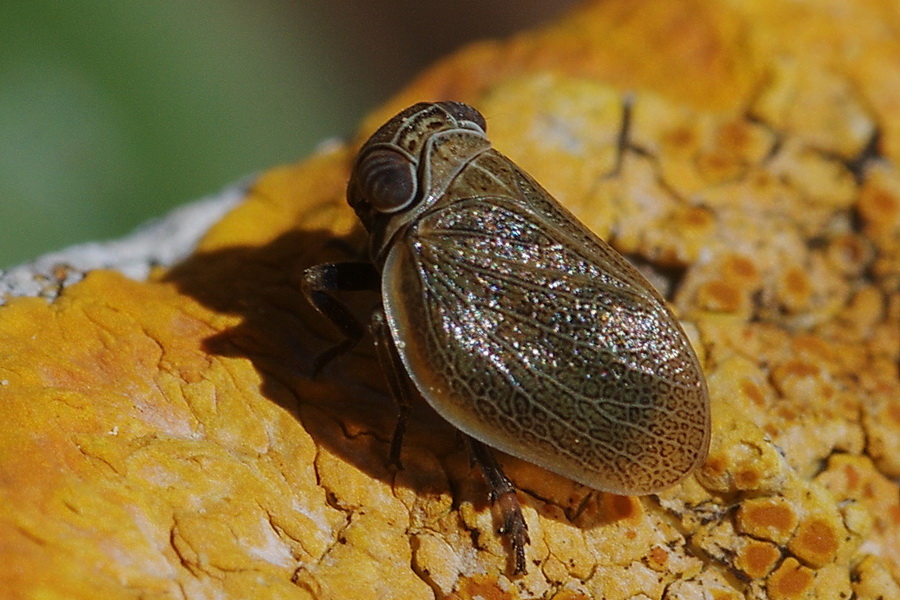 Hysteropterum