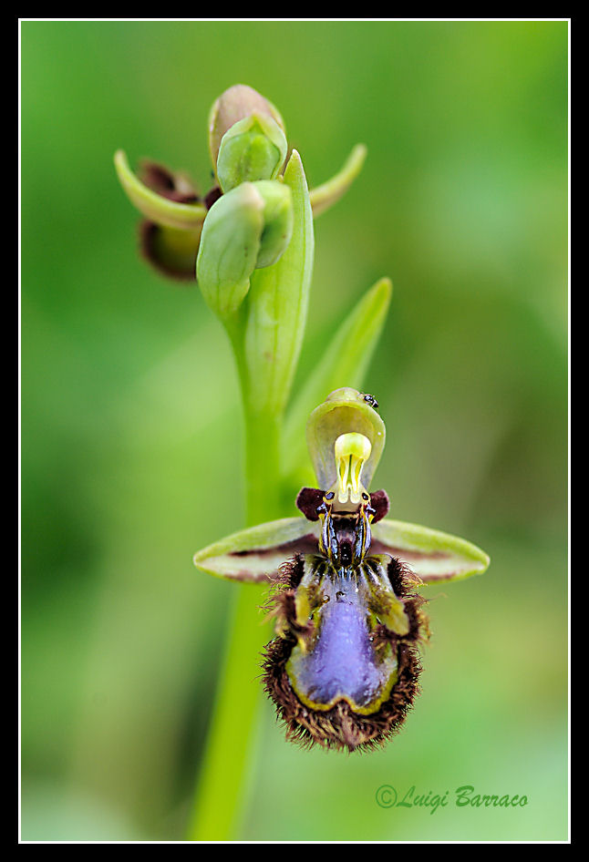 Ophrys speculum - Sicilia occidentale