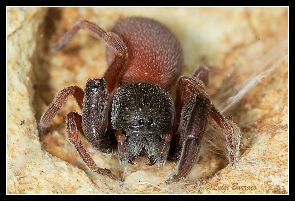 Palpimanus gibbulus