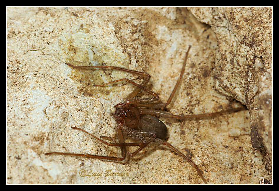 Paganini ericino (Loxosceles rufescens)