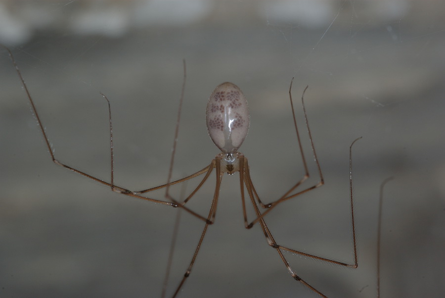 Pholcus phalangioides