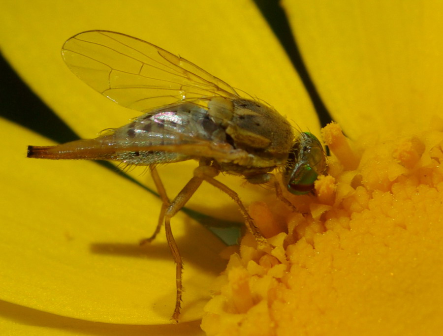 che occhi...[:=0] Tephritidae (Terellia fuscicornis)