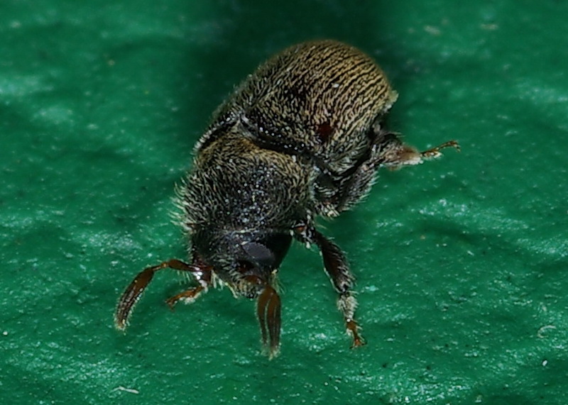 Phloeotribus scarabaeoides