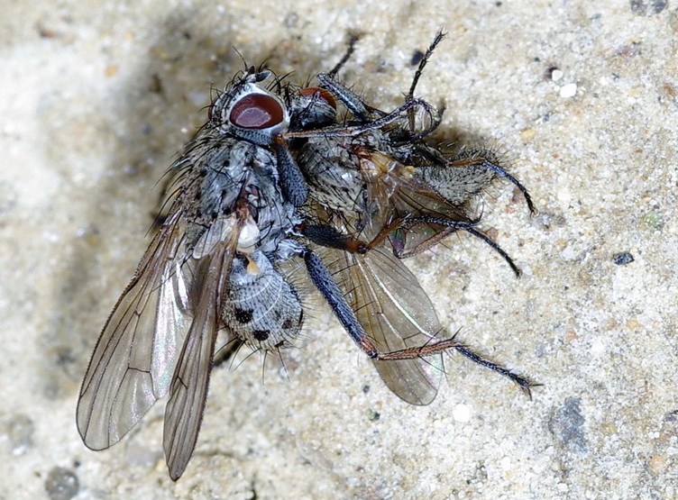 Coenosia tigrina M (Muscidae) Accoppiamento? No,Predazione!