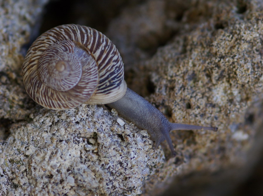 chiocciola da Paceco: Marmorana scabriuscola?