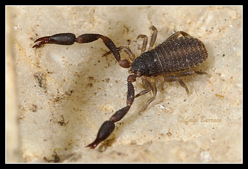 Cheliferidae e Neobisium sp. (Neobisiidae)