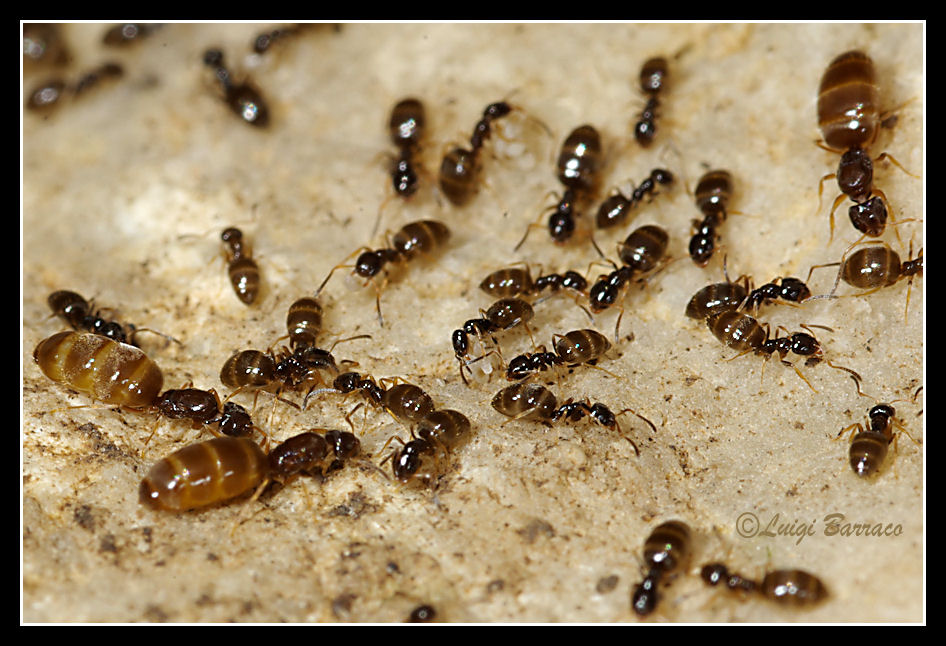 Mini formiche sicule: Plagiolepis sp.