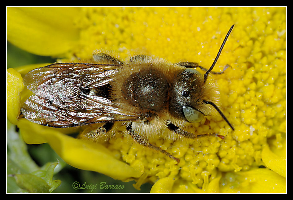 Osmia cfr. caerulescens M (Apidae Megachilinae)