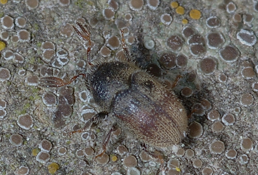 Phloeotribus scarabaeoides