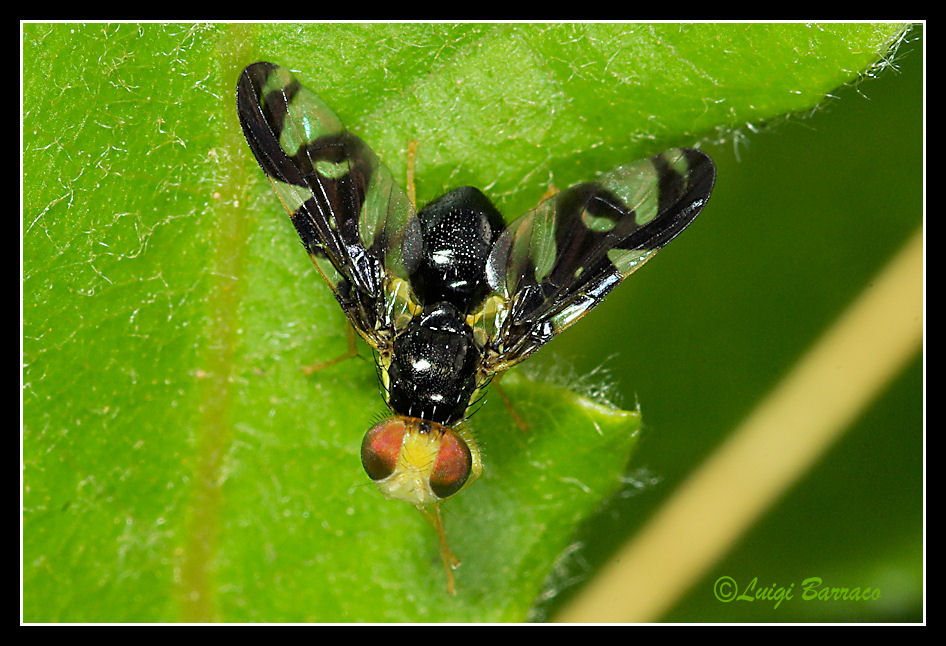 Euleia heraclei M (Thephritidae).
