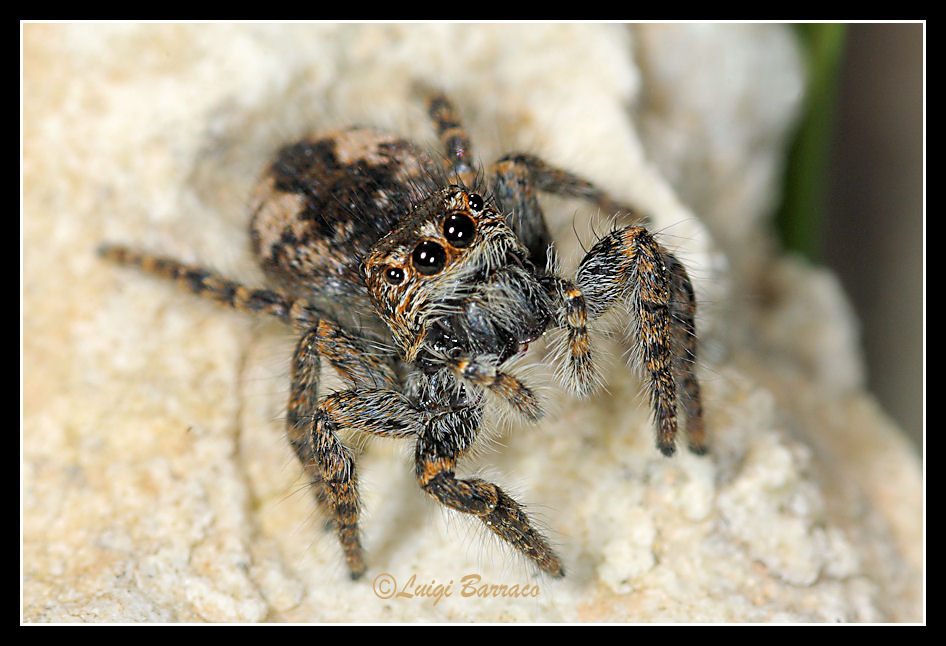 Philaeus chrysops