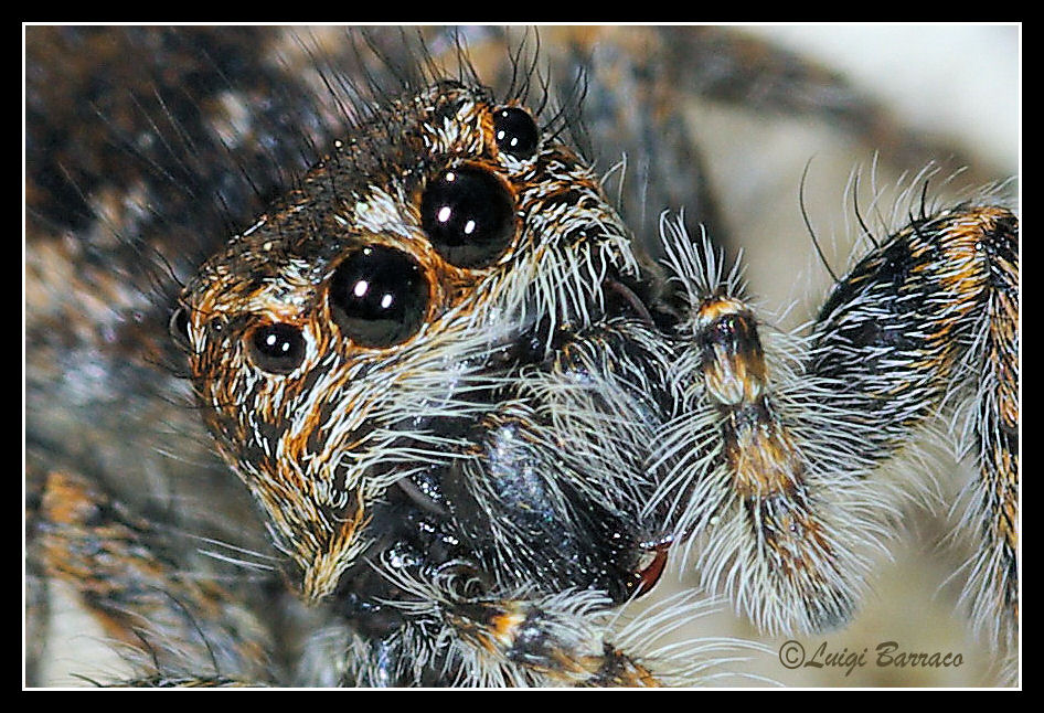 Philaeus chrysops