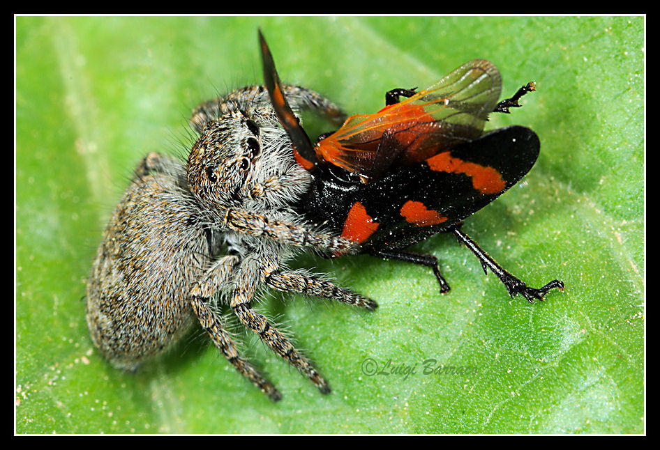 Fine di un milanista: Philaeus chrysops preda Cercopis