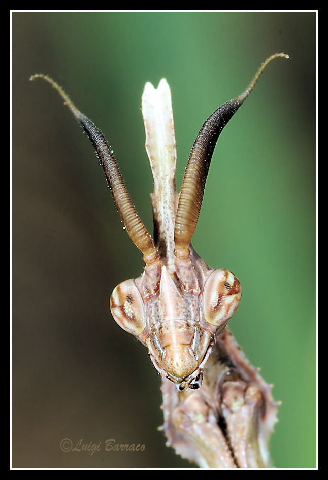 Alieno in primo piano: Empusa pennata