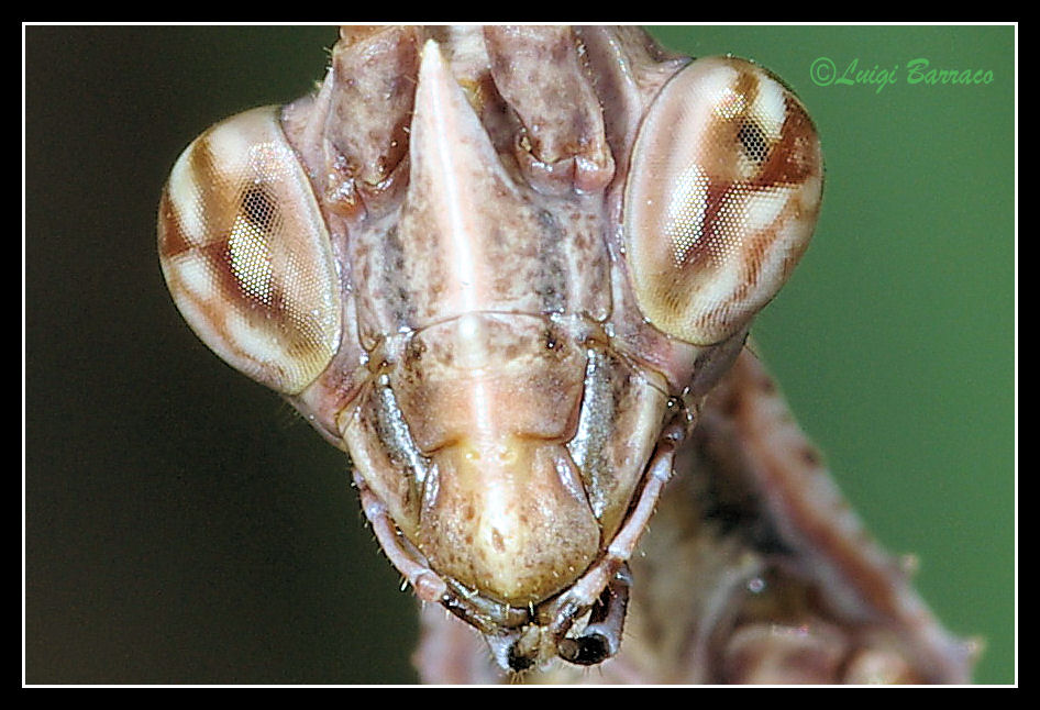 Alieno in primo piano: Empusa pennata