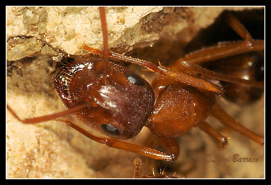 Camponotus (Tanaemyrmex) cfr nylanderi