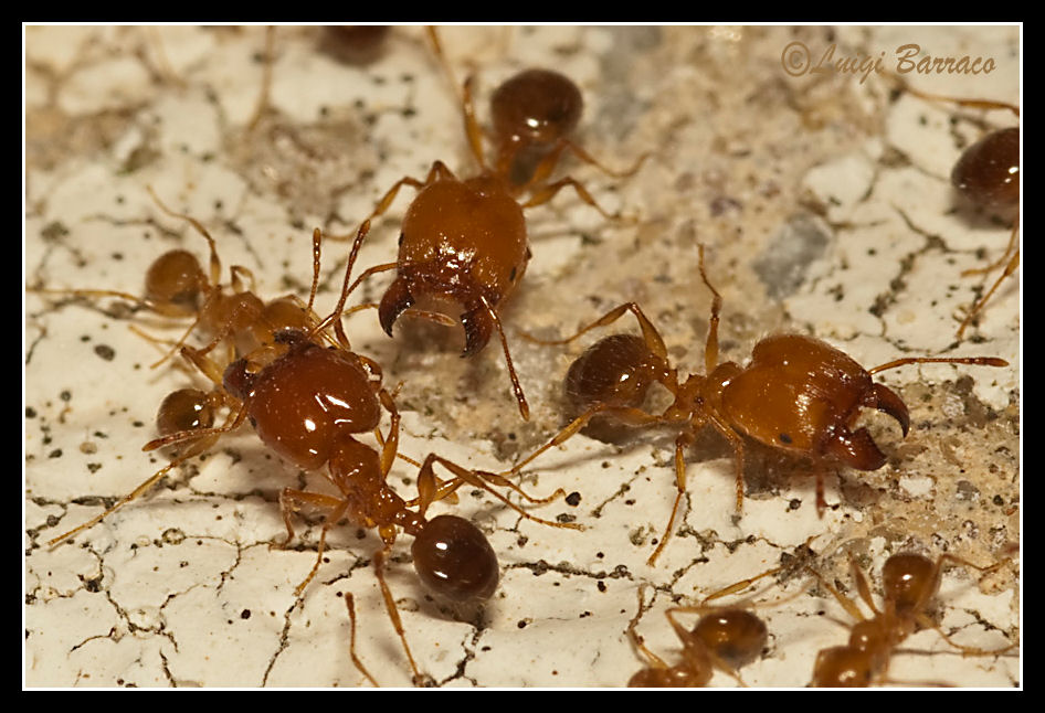 Pallidi soldati (Pheidole sp.)