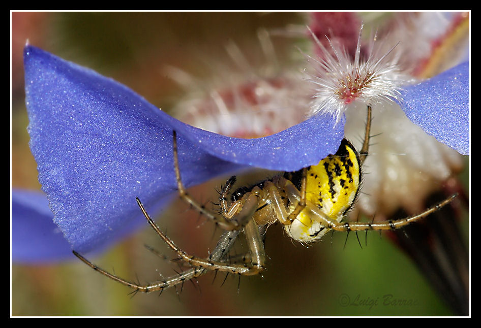 Mangora acalypha